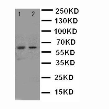 NADPH oxidase 1 NOX1 Rabbit Polyclonal Antibody