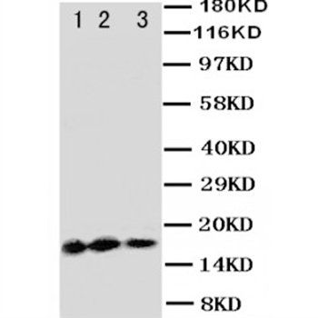 Interleukin-3 IL3 Rabbit Polyclonal Antibody