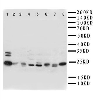 Rab5/RAB5A Rabbit Polyclonal Antibody