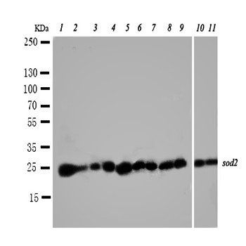 SOD2 Rabbit Polyclonal Antibody