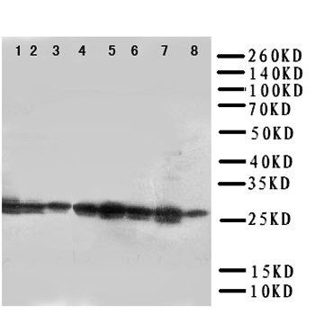CISH Rabbit Polyclonal Antibody