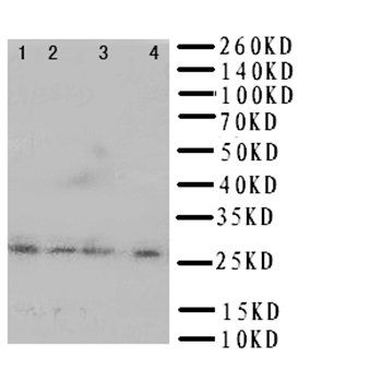 HLA DMB/HLA-DMB Antibody