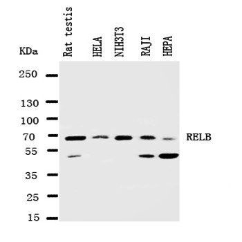 Rel B/RELB Rabbit Polyclonal Antibody