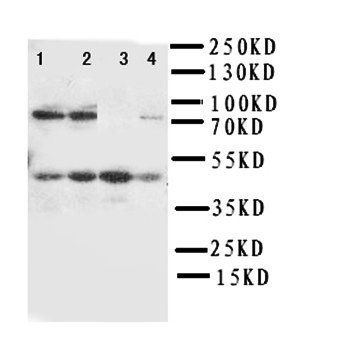 Polycomb complex protein BMI-1 Bmi1/BMI Rabbit Polyclonal Antibody