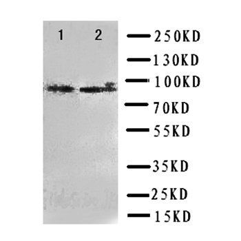 Daxx Antibody