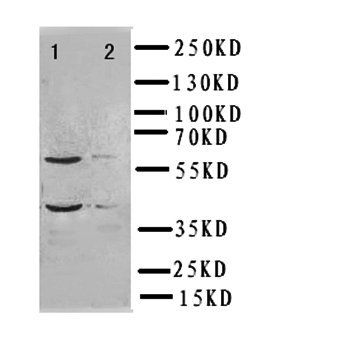 Interferon regulatory factor 2 IRF2 Rabbit Polyclonal Antibody