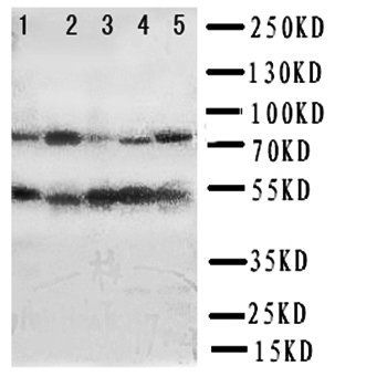 Interferon regulatory factor 3 IRF3 Rabbit Polyclonal Antibody
