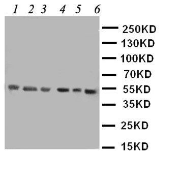 Histone deacetylase 3 HDAC3 Rabbit Polyclonal Antibody