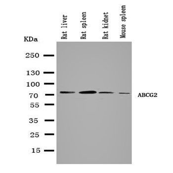 BCRP/ABCG2 Rabbit Polyclonal Antibody