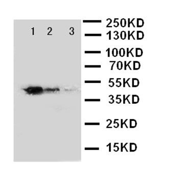 GATA2 Rabbit Polyclonal Antibody