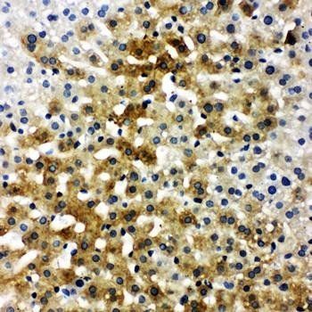Bone Sialoprotein/IBSP Rabbit Polyclonal Antibody