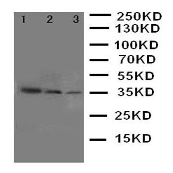 SHC/SHC1 Rabbit Polyclonal Antibody
