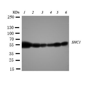 SHC/SHC1 Rabbit Polyclonal Antibody