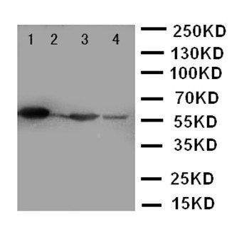 TXNRD2 Rabbit Polyclonal Antibody