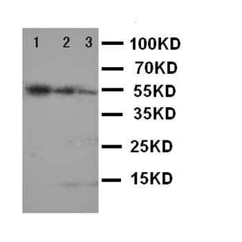 Ki67/MKI67 Antibody