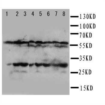 mtTFA/TFAM Rabbit Polyclonal Antibody