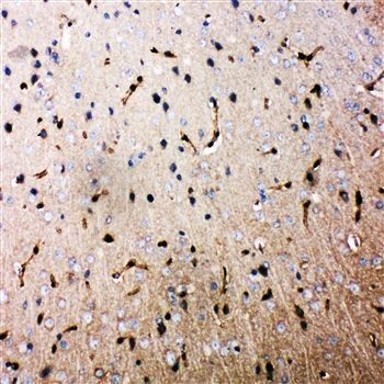 Aquaporin 4/AQP4 Rabbit Polyclonal Antibody