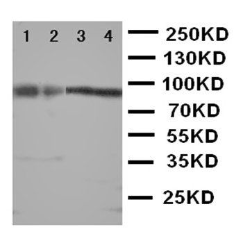 Cullin 3/CUL3 Rabbit Polyclonal Antibody