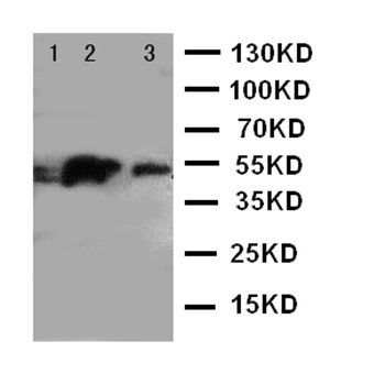 IRAK4 Rabbit Polyclonal Antibody