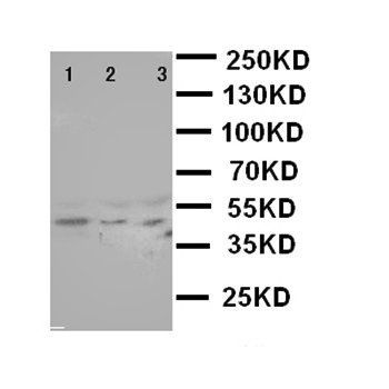 SAPK4/MAPK13 Rabbit Polyclonal Antibody