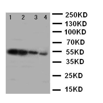 Milk Fat Globule 1/MFGE8 Rabbit Polyclonal Antibody