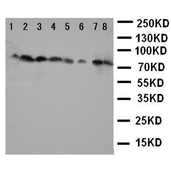 Cytochrome P450 Reductase/POR Rabbit Polyclonal Antibody