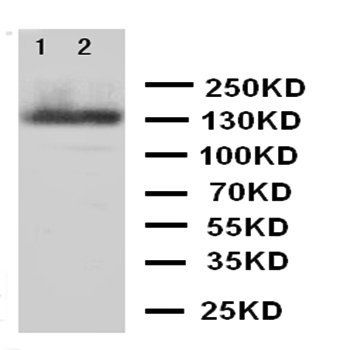 Tight junction protein ZO-2 TJP2/ZO Rabbit Polyclonal Antibody