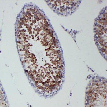 DDX4/MVH Rabbit Polyclonal Antibody