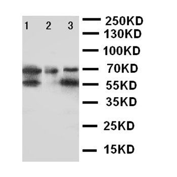 DDX4/MVH Rabbit Polyclonal Antibody