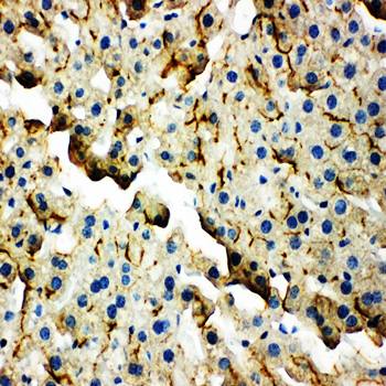 Tight junction protein ZO-2 TJP2/ZO Rabbit Polyclonal Antibody