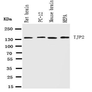 Tight junction protein ZO-2 TJP2/ZO Rabbit Polyclonal Antibody
