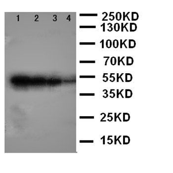 BMPR1B Rabbit Polyclonal Antibody