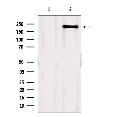 mTOR Antibody