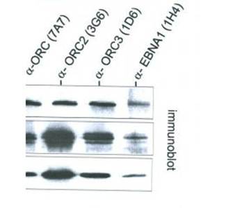 ORC1 Monoclonal Antibody