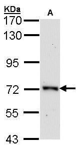 origin recognition complex subunit 2 Antibody