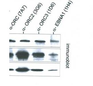 ORC2 Monoclonal Antibody