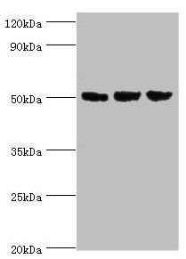 ORC4 Antibody