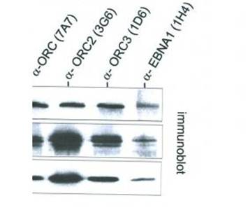 ORC6L Monoclonal Antibody