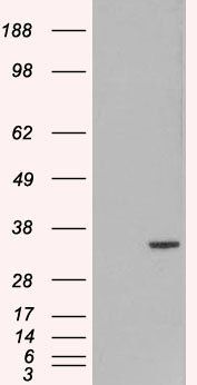 Goat anti-ORC6L Antibody