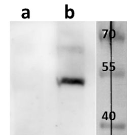 Anti-ORF10 (VZV) antibody