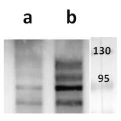 Anti-ORF37 (VZV) antibody