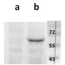 Anti-ORF48 (VZV) antibody
