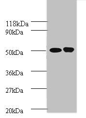 ODC1 Antibody