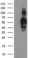 OSGEP Antibody