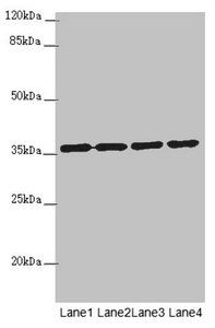 OSGEP Antibody