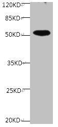 SPP1 Antibody