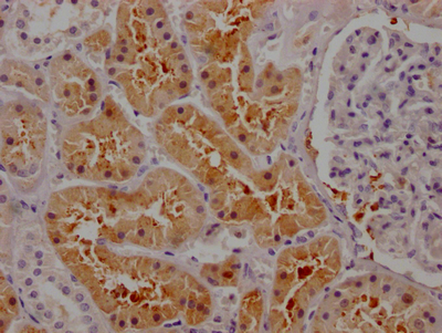 SPP1 Antibody