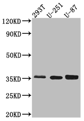 SPP1 Antibody