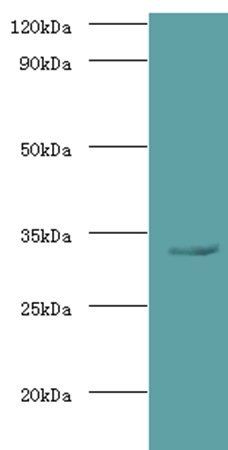 Spp1 Antibody