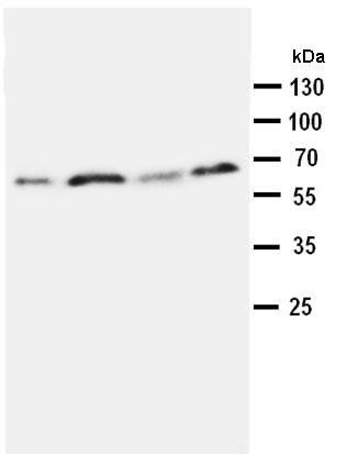 Osteopontin/SPP1 Rabbit Polyclonal Antibody